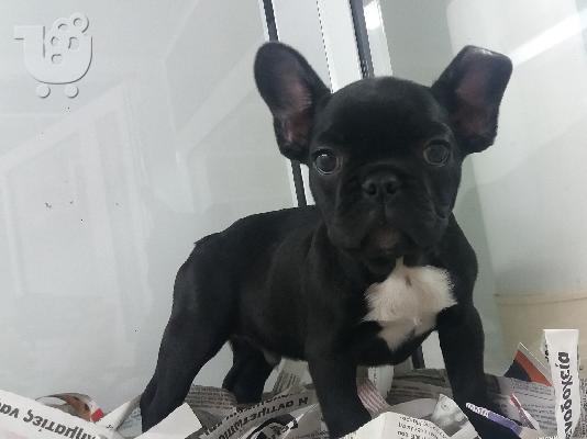 PoulaTo: French bulldog black