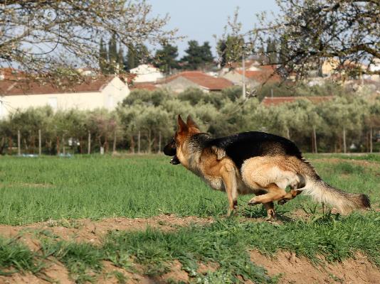 Γερμανικός ποιμενικος