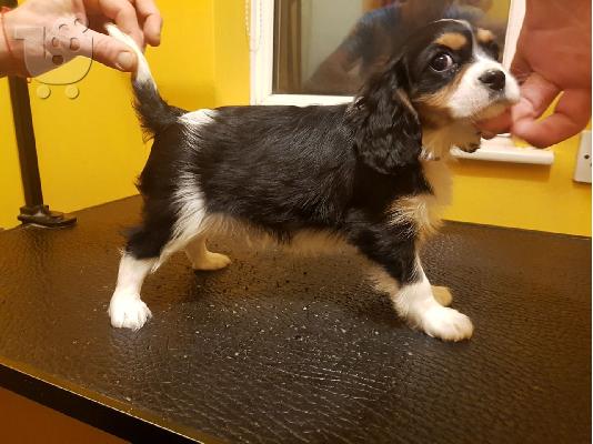 Έχω τα κουτάβια Cavalier King Charles Spaniel προς πώληση.