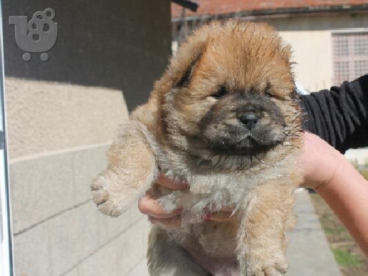 τσαου-τσαου