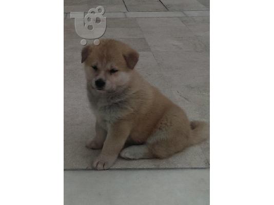 Akita Inu