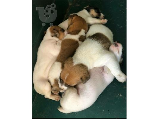 ΖΗΤΕΙΤΑΙ ΚΑΘΑΡΌΑΙΜΟ ΚΟΥΤΆΒΙ JACK RUSSELL