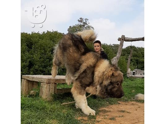 Ποιμενικα καυκασου Κουταβια καυκαυσου caucasian shepherd