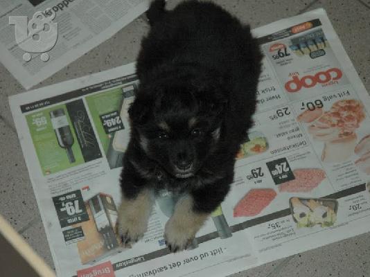 lapphund κουτάβια για μια όμορφη και φροντίδα στο σπίτι .....