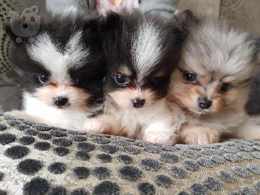 PoulaTo: Αξιολάτρευτο Pomeranian Pups.
