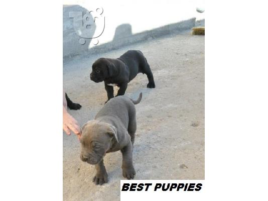 CANE CORSO