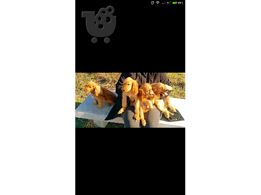 PoulaTo: Πωλείτε Καθαρόαιμο Coker Spaniel.