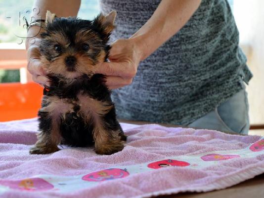 Πανέμορφα, Υγιέστατα κουταβάκια Yorkshire