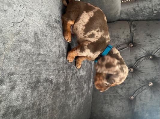 AKC Dachshunds