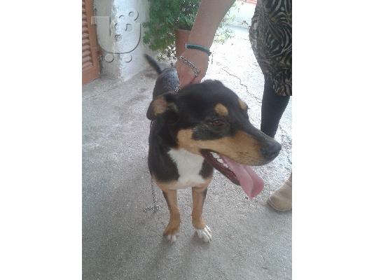 Σκυλιτσα 9 μηνων χαριζεται