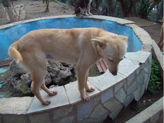 PoulaTo: Μικροσωμο σκυλακι χαριζεται