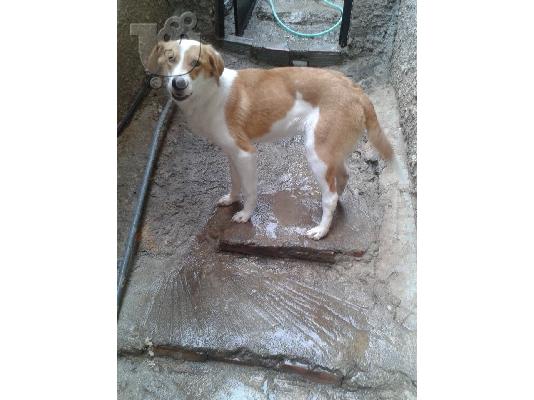 Σκυλιτσα νεαρη μικρομεσαιου μεγεθους χαριζεται