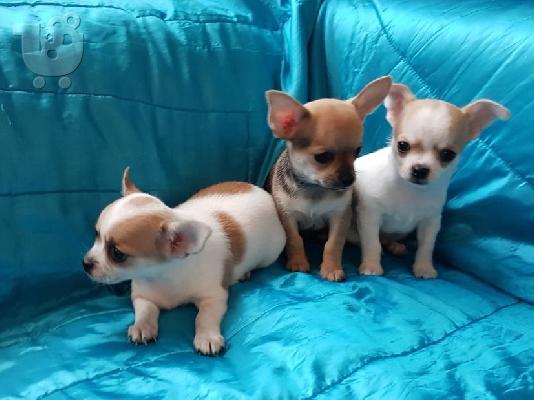 PoulaTo: Chihuahua σκυλιά και κουτάβια προς πώληση