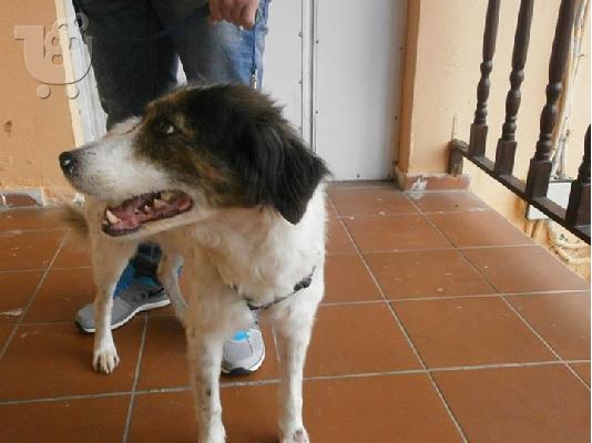 Σκυλιτσα συντροφιας χαριζεται