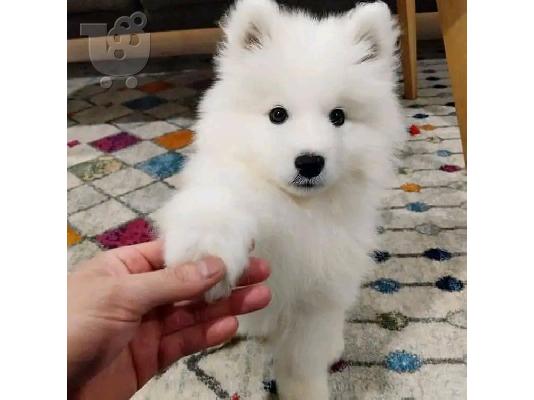 PoulaTo: Όμορφα κουτάβια Samoyed