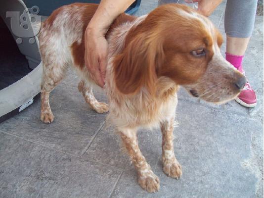 Καθαρομαιμο Επανιελ χαριζεται