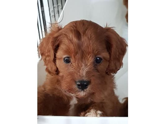 Cavapoo Red