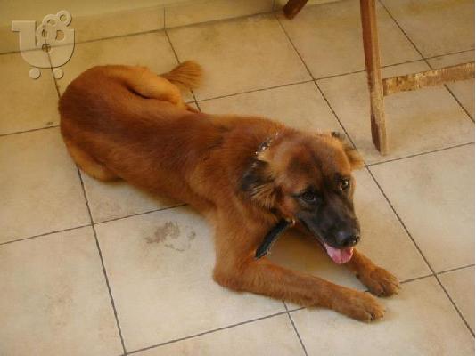 PoulaTo: Κουκλος σκυλακος χαριζεται για φυλακας