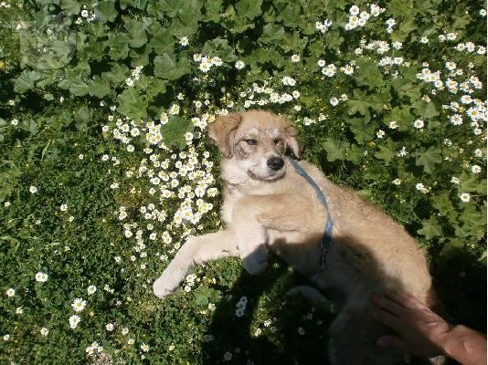 PoulaTo: Φενια η τυφλη κουταβινα