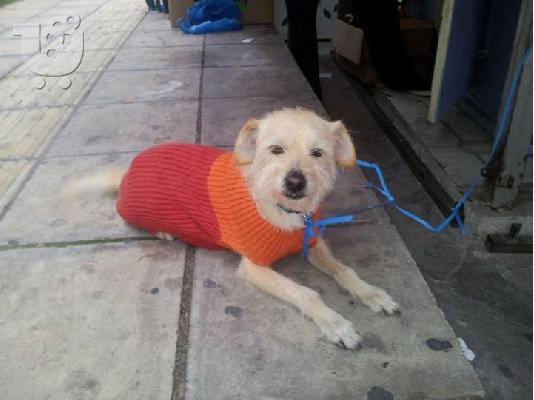 Μικροσωμο σκυλακι βρεθηκε κ χαριζεται