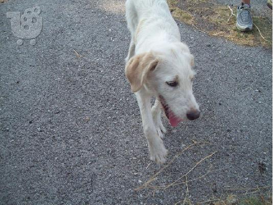 Μεγαλοσωμη λευκη γκριφον χαριζεται