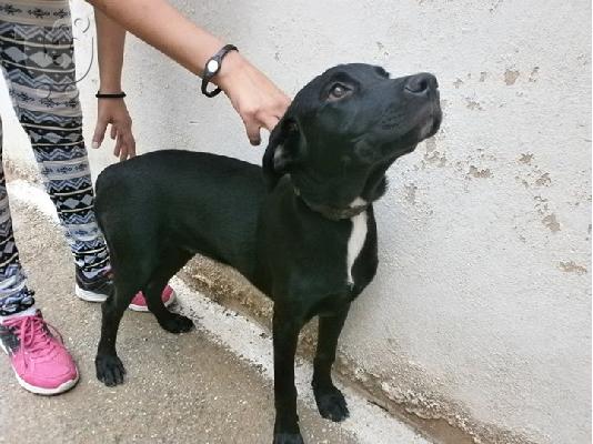 PoulaTo: Νεαρη κυλιτσα χαριζεται