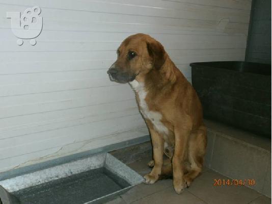 PoulaTo: Γνησιος Περαματιωτης σκυλακος για υιοθεσια