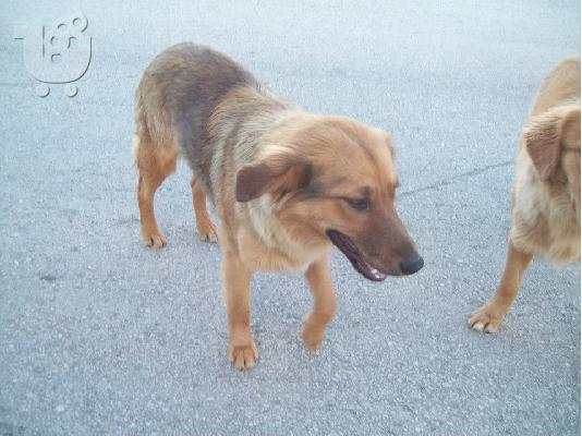 Σκυλιτσες χαριζονται