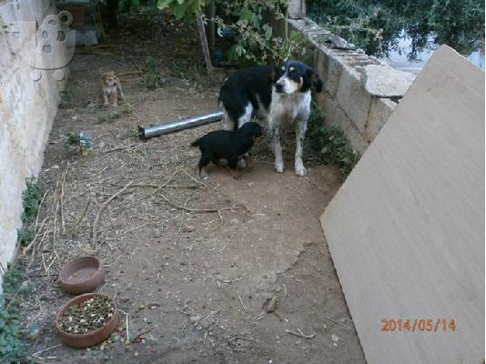 Κουταβακια χαριζονται