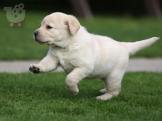 PoulaTo: Labrador Retriever, diathétoume arseniká kai thilyká