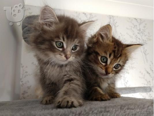 Νορβηγικά δάση X Ragdoll Kittens