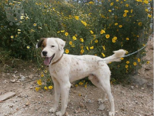 PoulaTo: Ο κουκλος Μαρκος χαριζεται