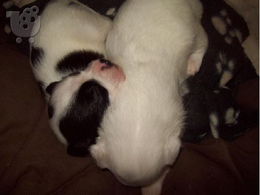 Μικροσωμα κουταβακια χαριζονται