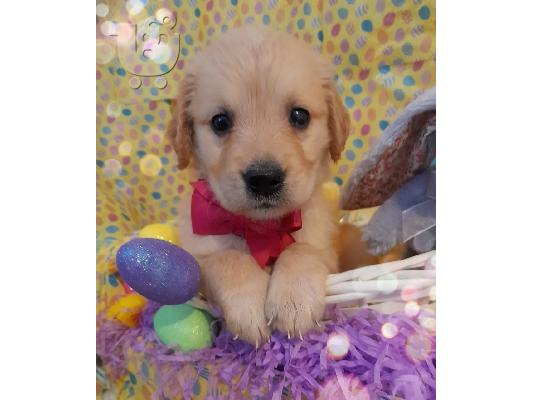 PoulaTo: Πωλείται κουτάβι Golden Retriever