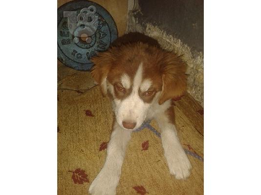 Κουταβακι χαριζεται