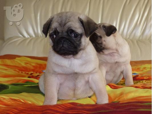 γλυκά κουτάβια Pug προς πώληση