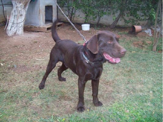 Καθαρόαιμο σοκολατί labrador retreiver χαριζεται