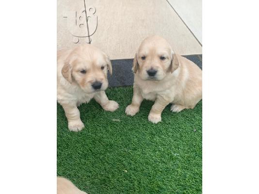 Πωλείται κουτάβι Golden Retriever