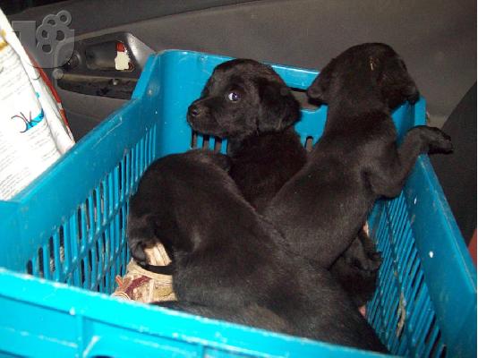 PoulaTo: Κουταβακια χαριζονται