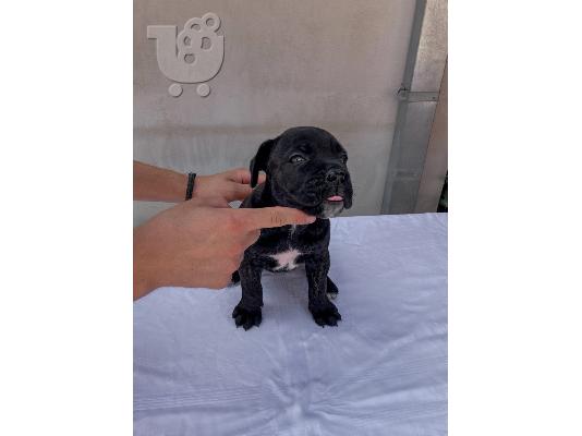 Cane Corso κουτάβι