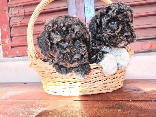 Lagotto Romagnolo κουτάβια