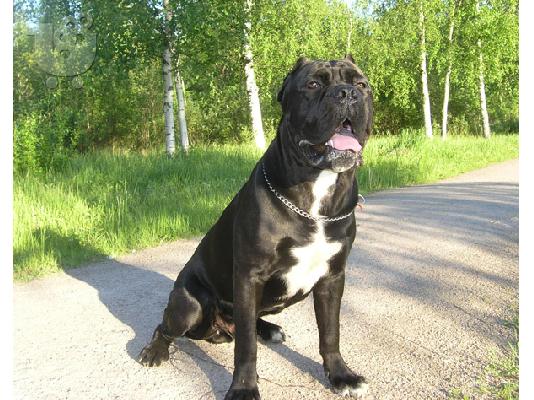 Cane Corso καθαροαιμα 6979314054- ΚΡΗΤΗ