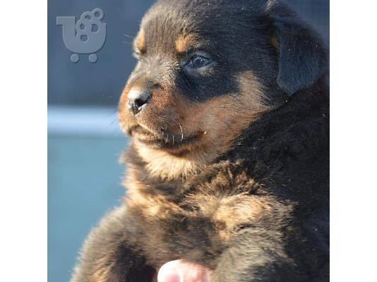 Πωλούνται κουτάβια Rottweiler