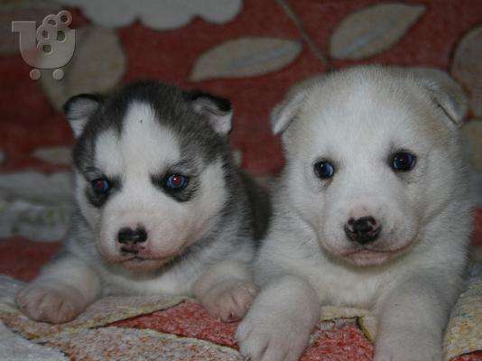 Siberian Husky Original Colour for sale!