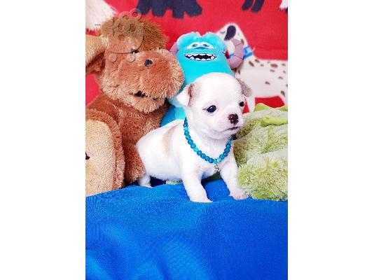 PoulaTo: Μικροσκοπικά κουτάβια τσιουάουα