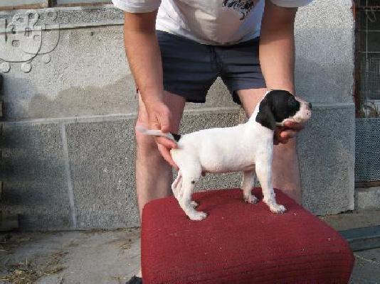 Πόιντερ – 300 euro