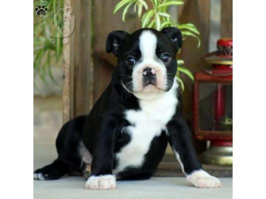 PoulaTo: Ειδική Boston Terrier κουτάβια