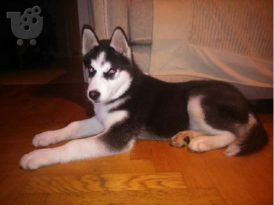 PoulaTo: πωλειται λογω ελλειψης χωρου..