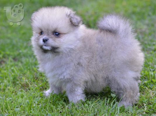 PoulaTo: Pomeranian Spitz κουτάβια