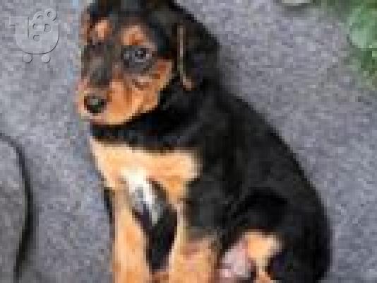 PoulaTo: Airedale Terrier